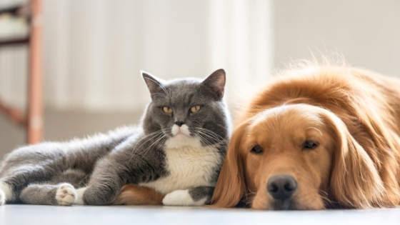 Buyers looking at your house may not love your pets as much you. Use these tips to make your house ready for all buyers.